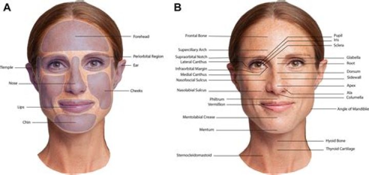 Facial regions studied in the bald uakari monkey and other Peruvian neotropical primates: (a) frontal (forehead) region, (b) parietal region, (c) temporal region, (d) zygomatic (cheek) region and (e) mandible (mouth) region. Skin samples were dissected from monkeys that either died of natural causes or were collected by subsistence hunters. Courtesy of Mayor P et al., R. Soc. open sci., 2015.