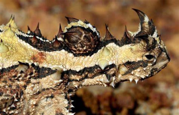 Featured Creature: Thorny Devil | Blog | Nature