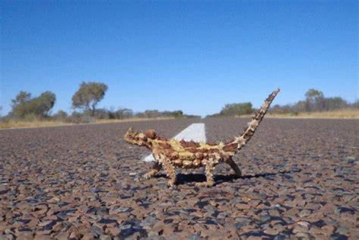 thorny devil in road