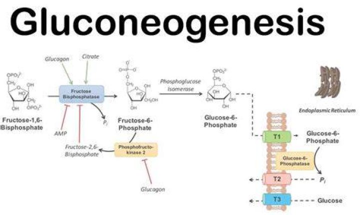 What is the pathway of gluconeogenesis?