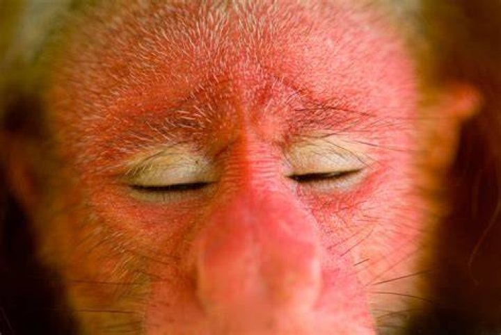 What makes this monkey red in the face?